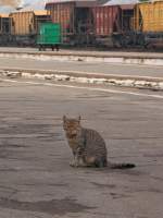    train-photo.ru